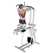 Assisted parallel close grip pull-up animation