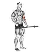 Barbell alternate biceps curl animation