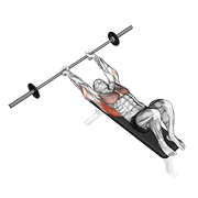 Barbell pullover animation