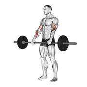 Barbell reverse curl animation
