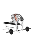 Barbell rollerout from bench animation