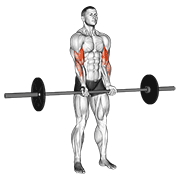 Barbell standing close grip curl animation