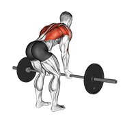 Barbell reverse grip bent over row animation