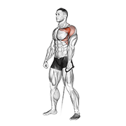 Cable forward raise animation