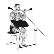 Cable reverse preacher curl animation