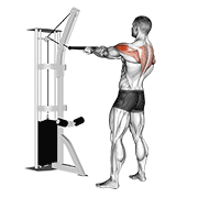 Cable standing rear delt row (with rope) animation