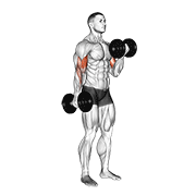 Dumbbell alternate biceps curl animation