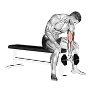 Dumbbell concentration curl animation