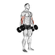 Dumbbell hammer curl v. 2 animation