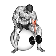 Dumbbell one arm concentration curl (on stability ball) animation