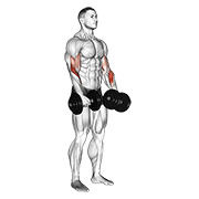 Dumbbell revers grip biceps curl animation