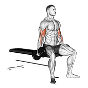 Dumbbell seated curl animation