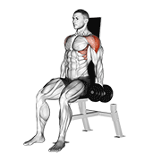 Dumbbell seated lateral raise v. 2 animation