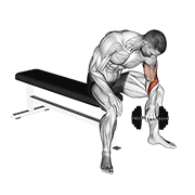 Dumbbell seated revers grip concentration curl animation