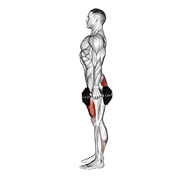 Dumbbell squat animation