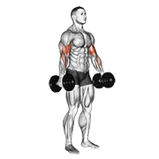 Dumbbell standing biceps curl animation