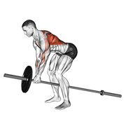 Lever bent over row animation