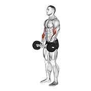 Olympic barbell hammer curl animation