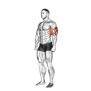 Overhead triceps stretch animation
