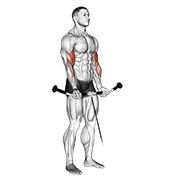 Cable curl animation