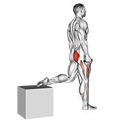 Band single leg split squat animation
