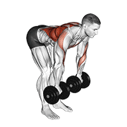 Dumbbell palm rotational bent over row animation