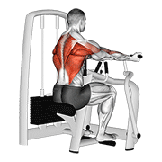 Lever reverse grip vertical row animation