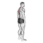 Standing pelvic tilt animation