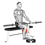 Barbell seated calf raise animation