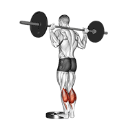 Barbell standing calf raise animation