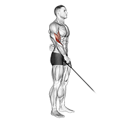 Cable reverse one arm curl animation