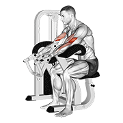 Lever preacher curl v. 2 animation