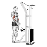 Cable close grip curl animation