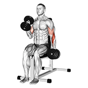 Dumbbell alternate seated hammer curl animation