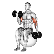 Dumbbell alternating seated bicep curl on exercise ball animation