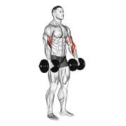 Dumbbell biceps curl reverse animation