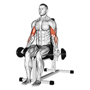 Dumbbell seated bicep curl animation