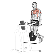 Weighted tricep dips animation