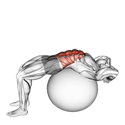 Stability ball crunch (full range hands behind head) animation