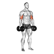 Dumbbell standing inner biceps curl v. 2 animation