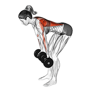 Dumbbell reverse grip row (female) animation