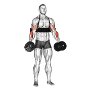 Dumbbell hammer curls (with arm blaster) animation