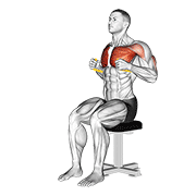 Resistance band seated chest press animation