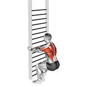 Bodyweight squatting row animation