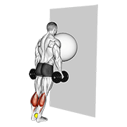 Exercise ball on the wall calf raise (tennis ball between ankles) animation