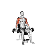 Dumbbell seated biceps curl to shoulder press animation