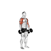 Dumbbell standing alternate hammer curl and press animation